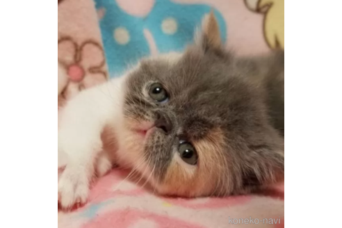 成約済の京都府のエキゾチックショートヘア-83663の2枚目